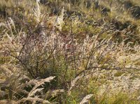 Mendenitsa-AgCharalampos2